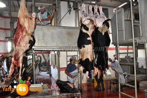 Jam3iya la7m3n (25).JPG